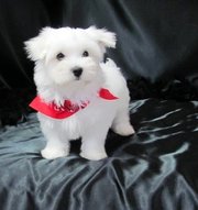 Healthy Teacup Maltese puppies For Sale
